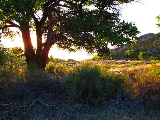 Photograph of Cottonwoods Along the Rio Chama